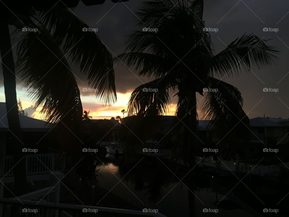 The light through the palms