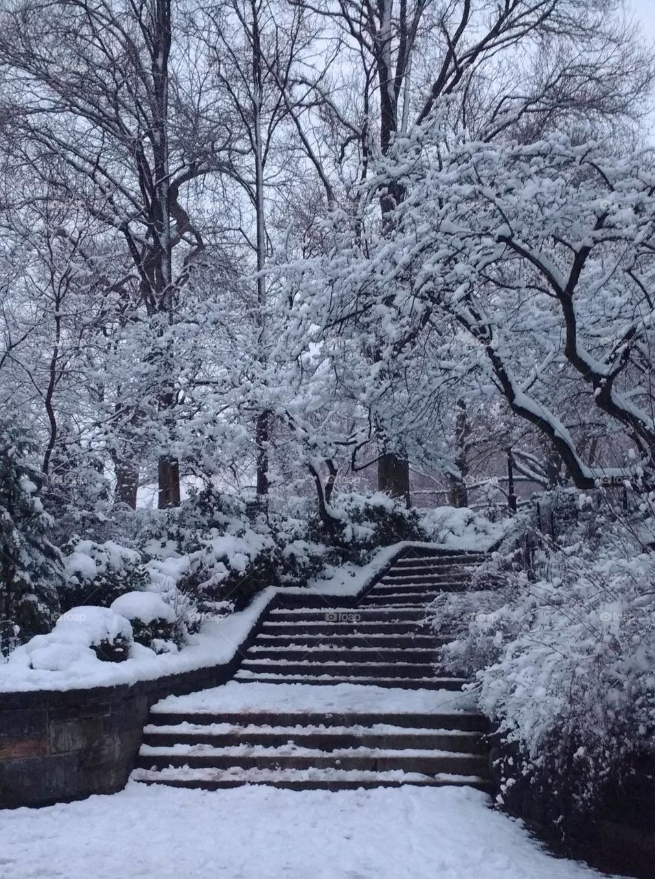 Winter Nature in NYC Park