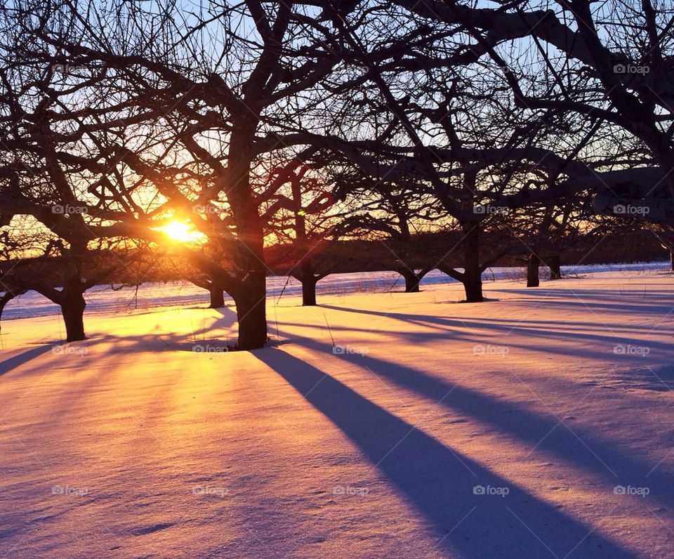 Apple orchard at sunset