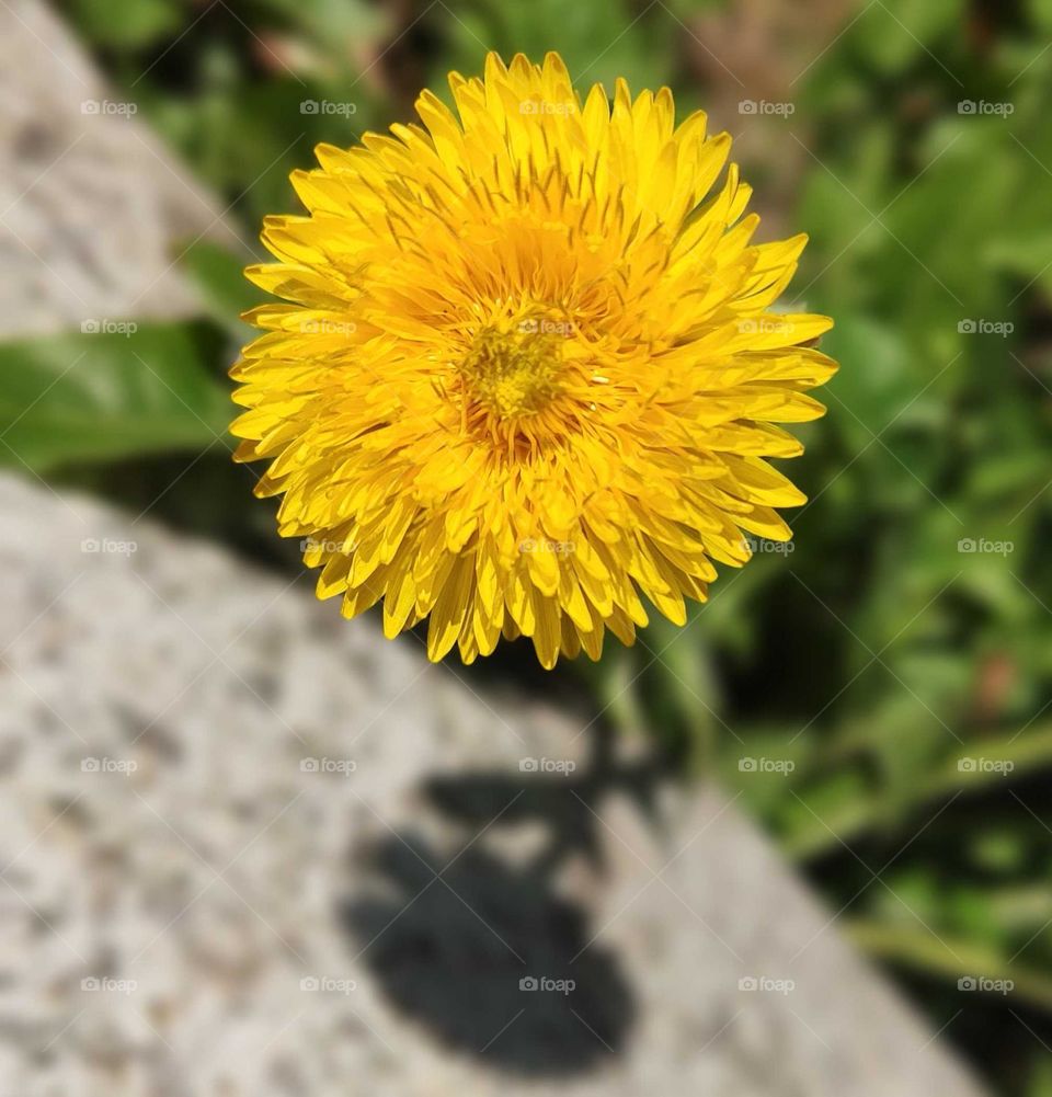 Dandelion flower