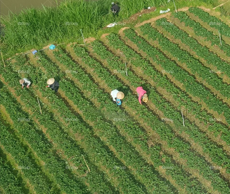 Vietnamese strawberry farm, vietnamese farmers, Dalat
