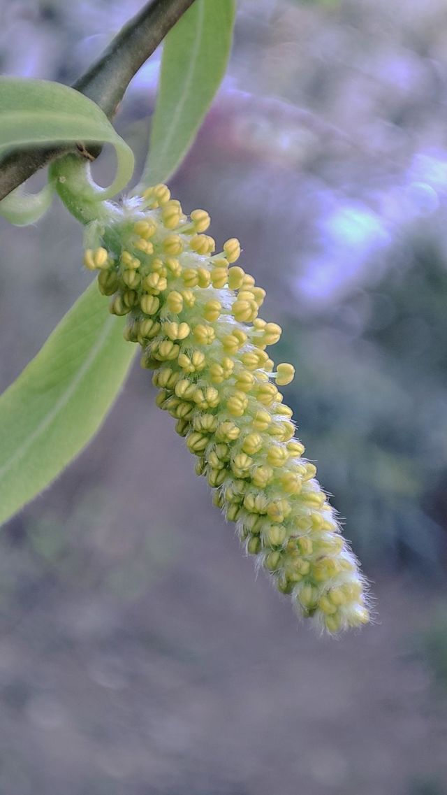Willow flower