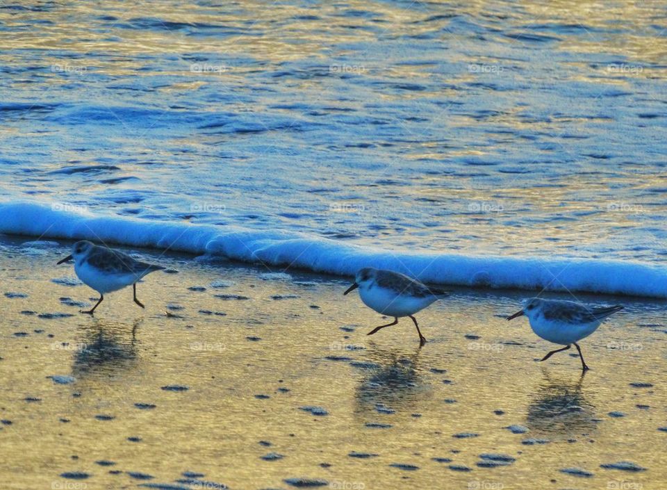 Snowy Plovers On The Seashore
