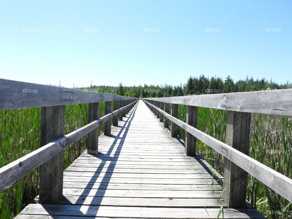 Mer Bleue bog bridge looks infinite