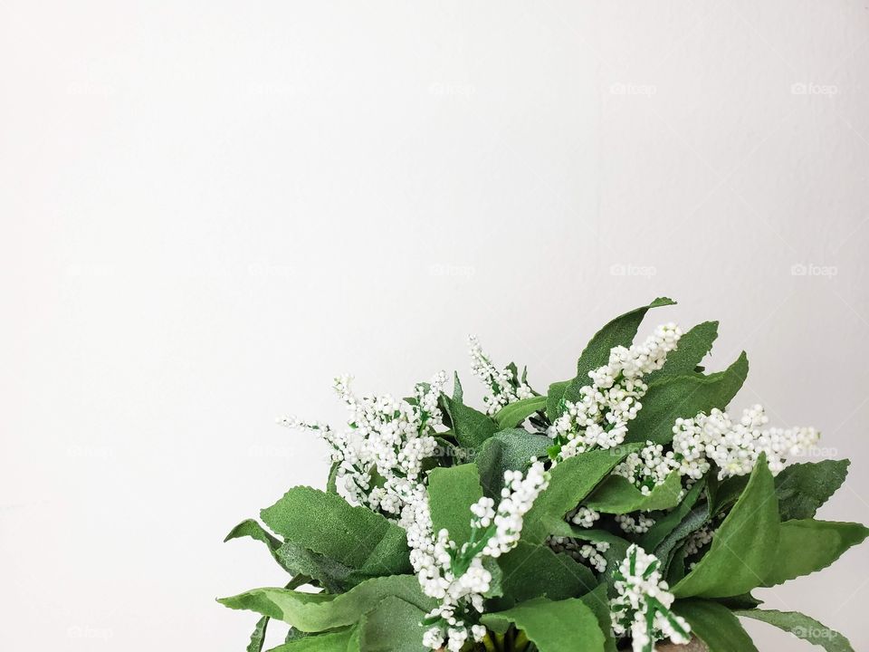 White background with a white and green plant in the bottom right corner 