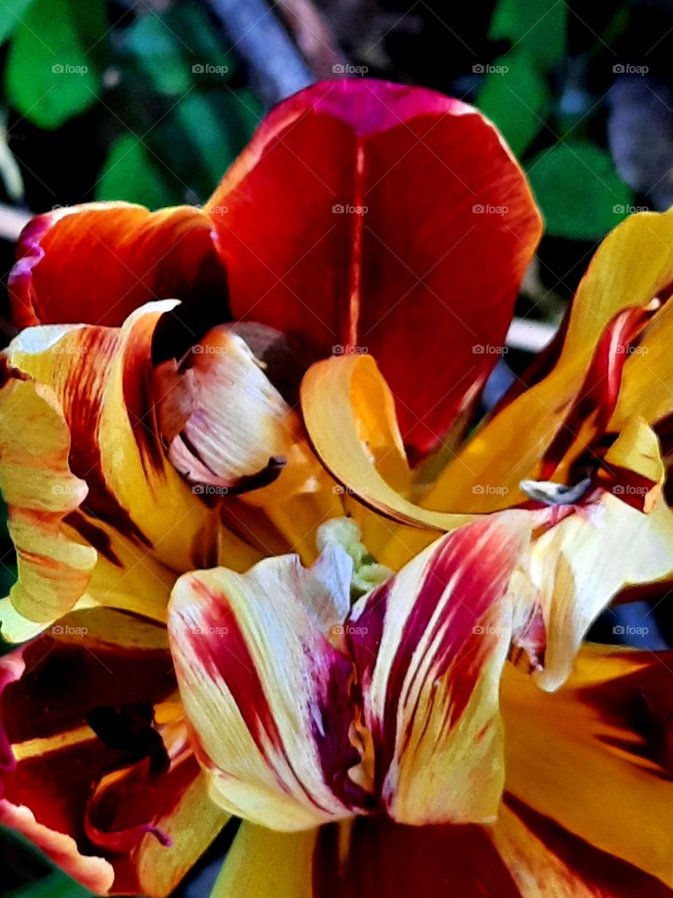 portrait of multicolor tulip in full bloom