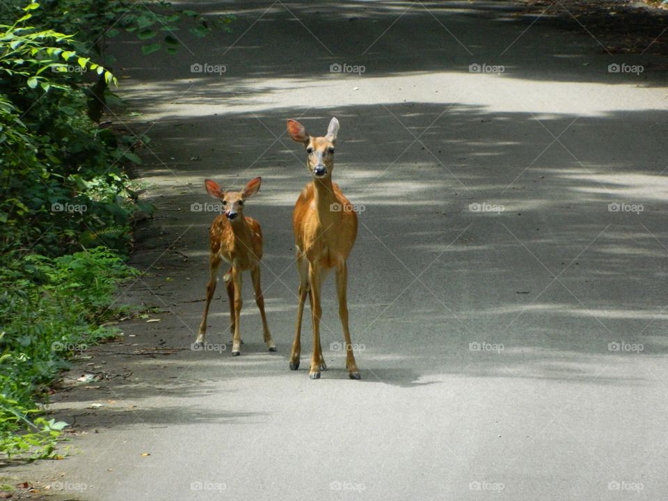 baby and mama deer