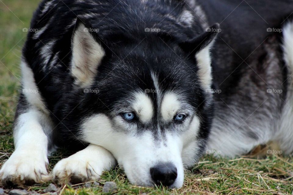 Gorgeous husky at rest. 