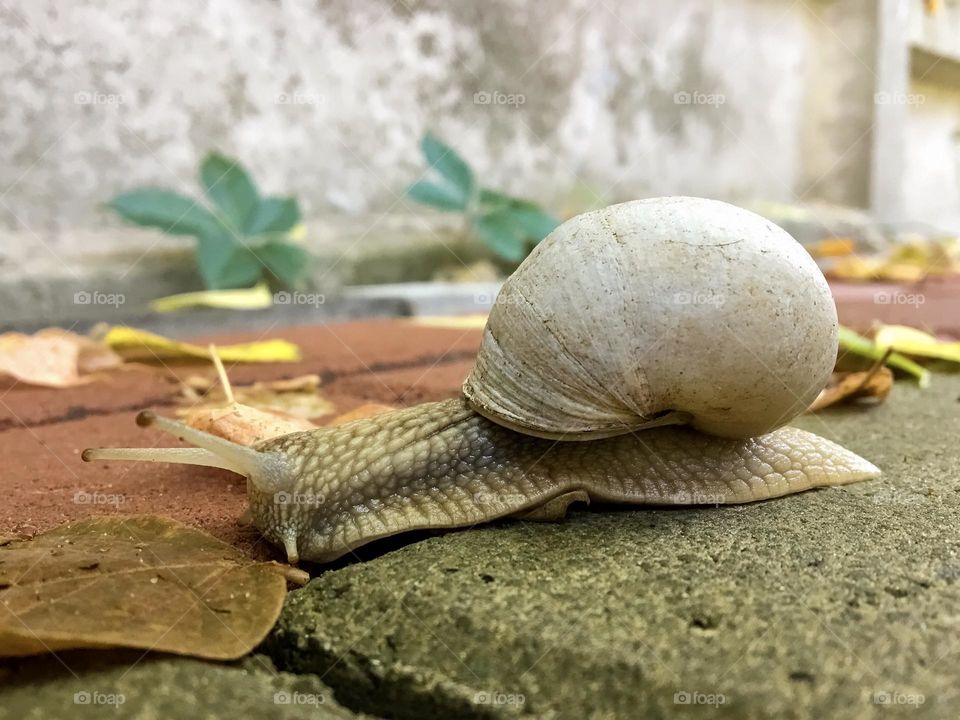 Snail on the leaves, wild nature, animal