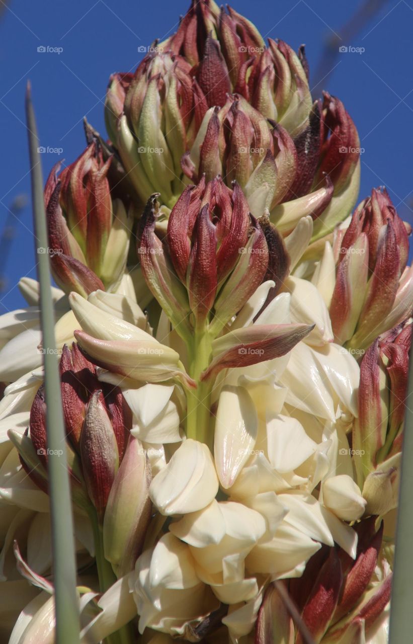 Flowers on a Yucca Plant