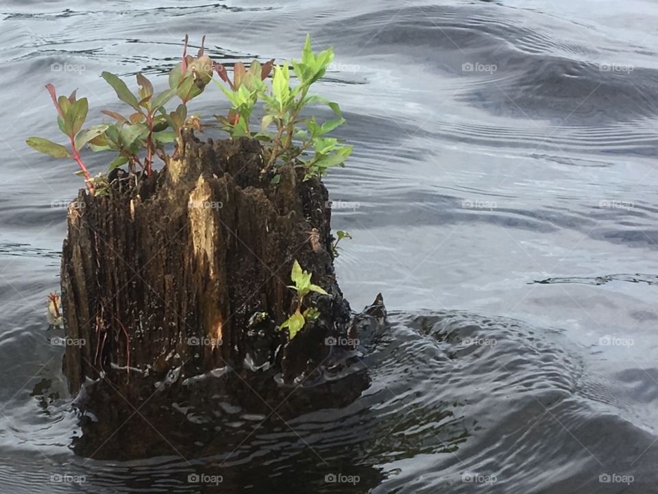 Plant hugging the top of a stump in the waters of Lake Hawkins, TX