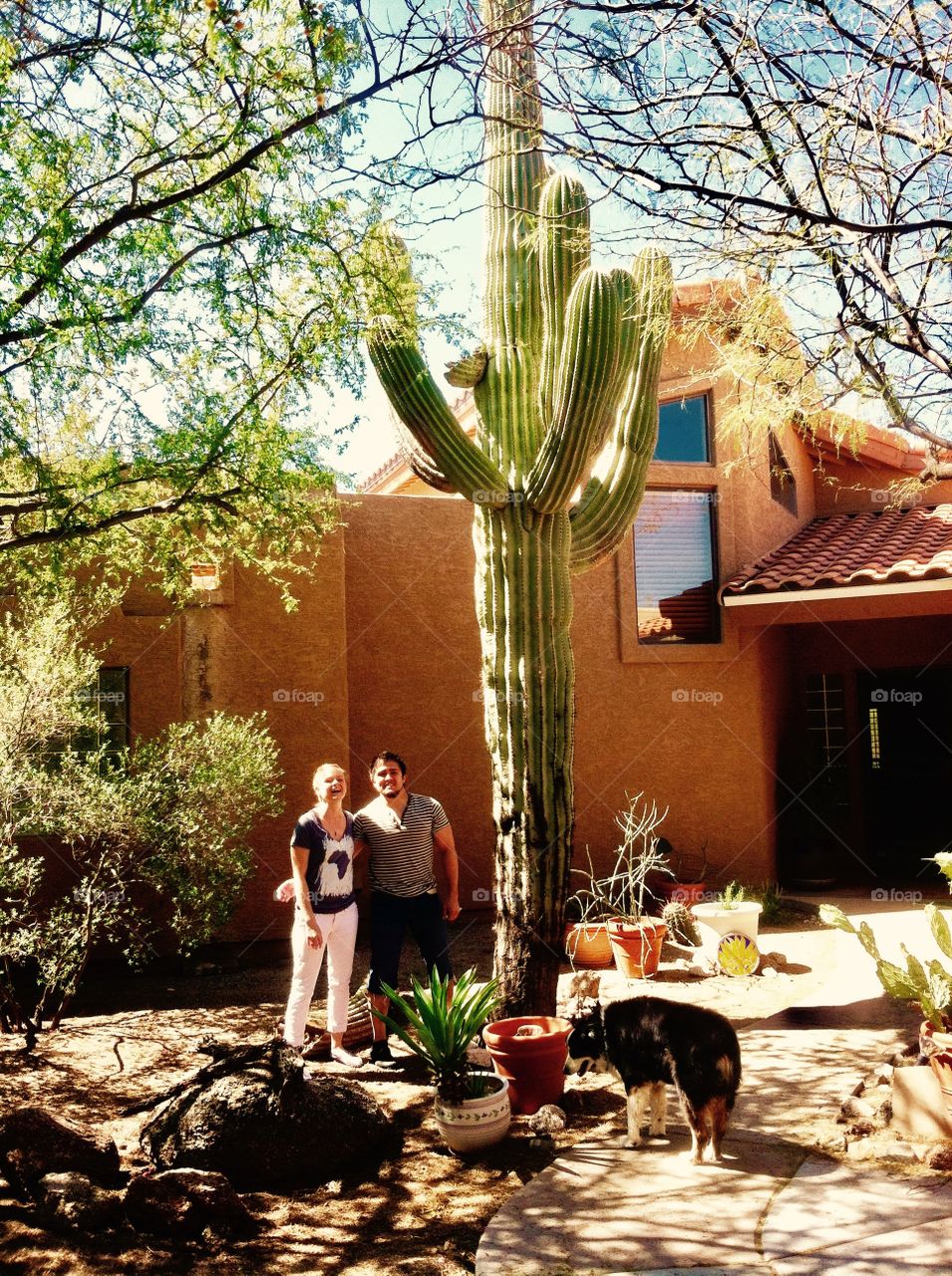 Cactus life in Arizona 