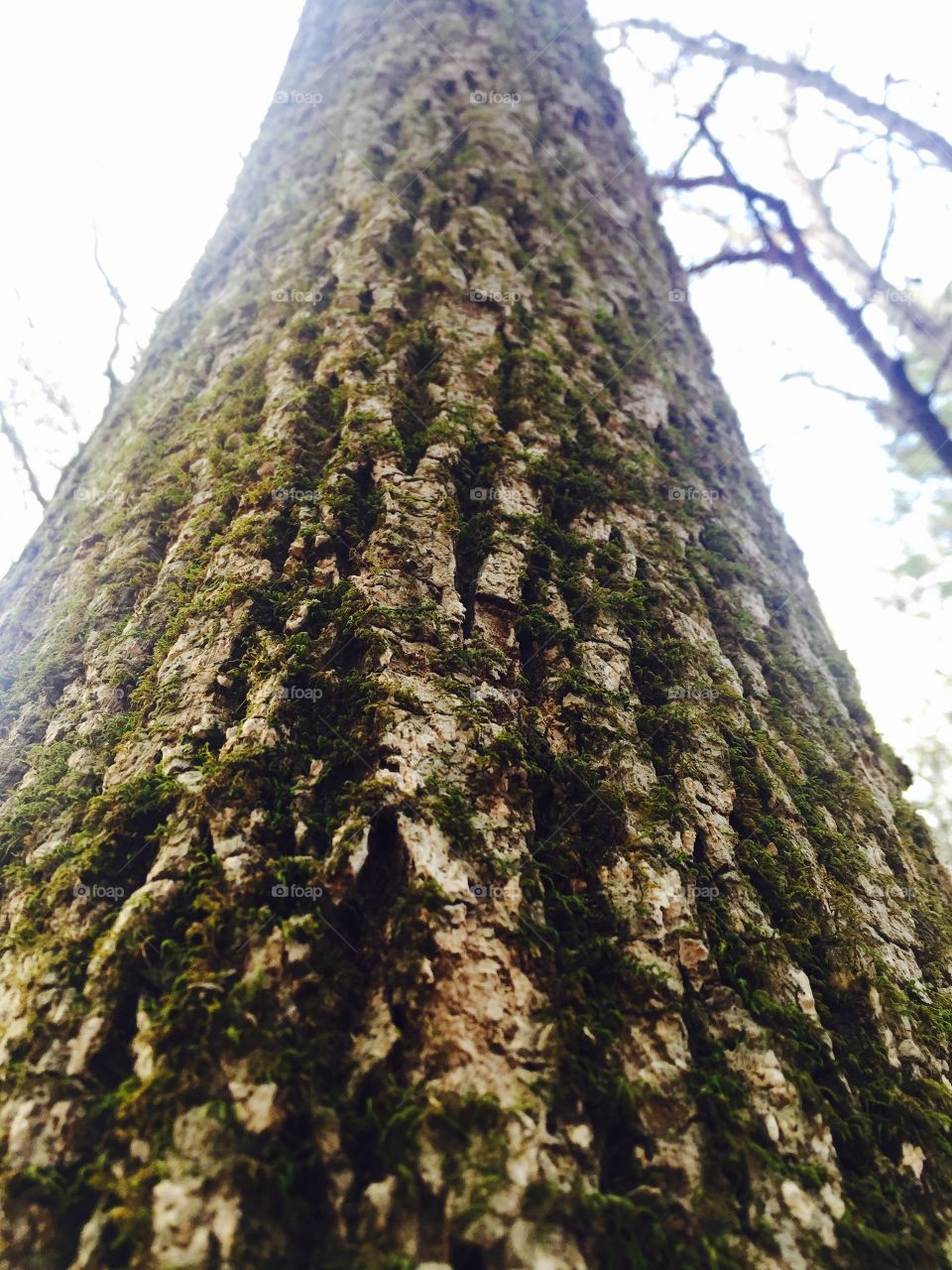 Mossy tree