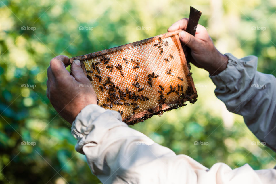 Beekeeper working in apiary, drawing out the honeycomb with bees and honey on it from a hive. Real people, authentic situations