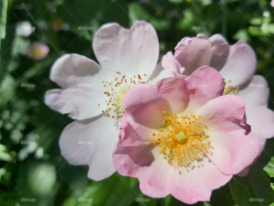 rosa canina, Hundsrose