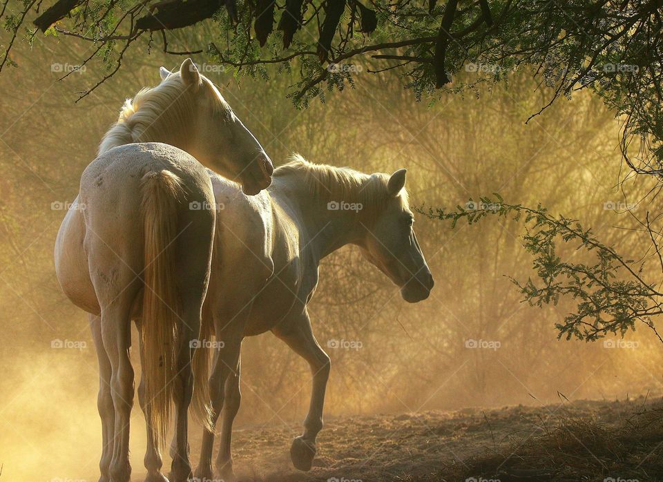 Wild Horses in Morning Light