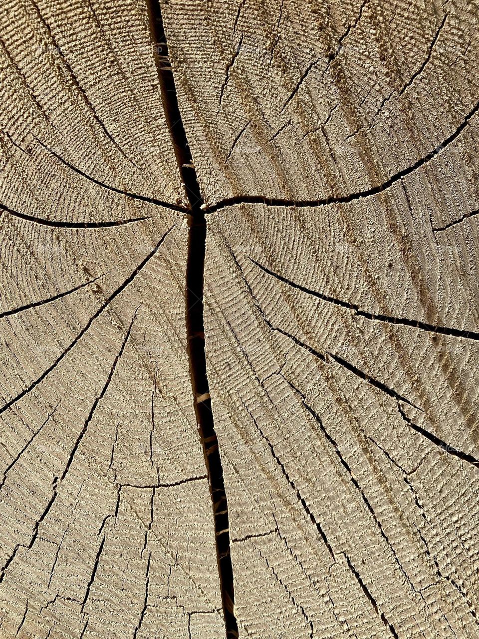 wood trunk with a deep crack