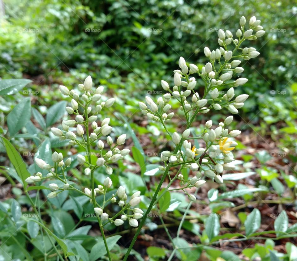 nandinas