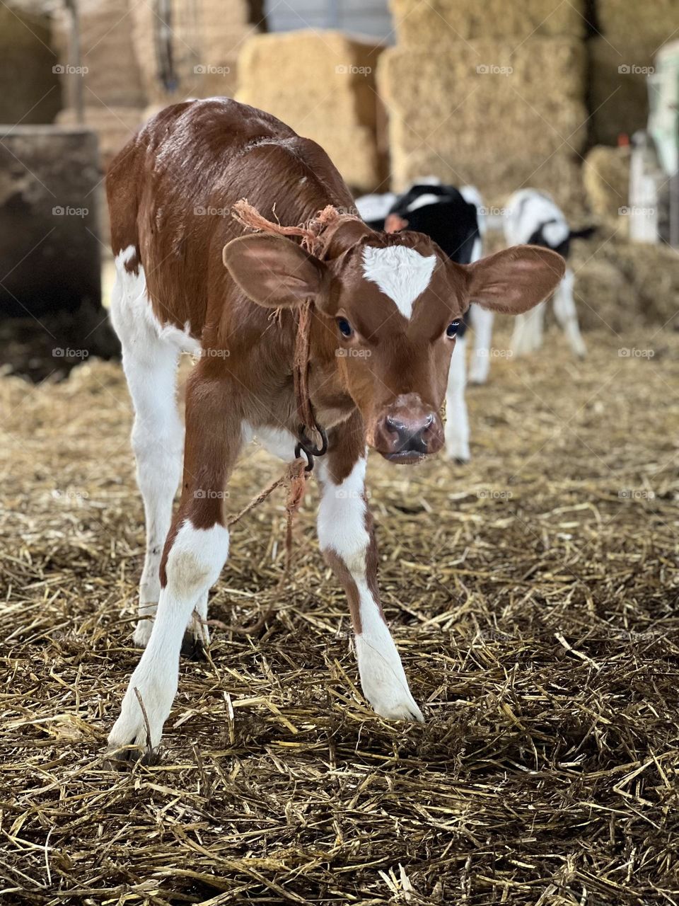 Calf