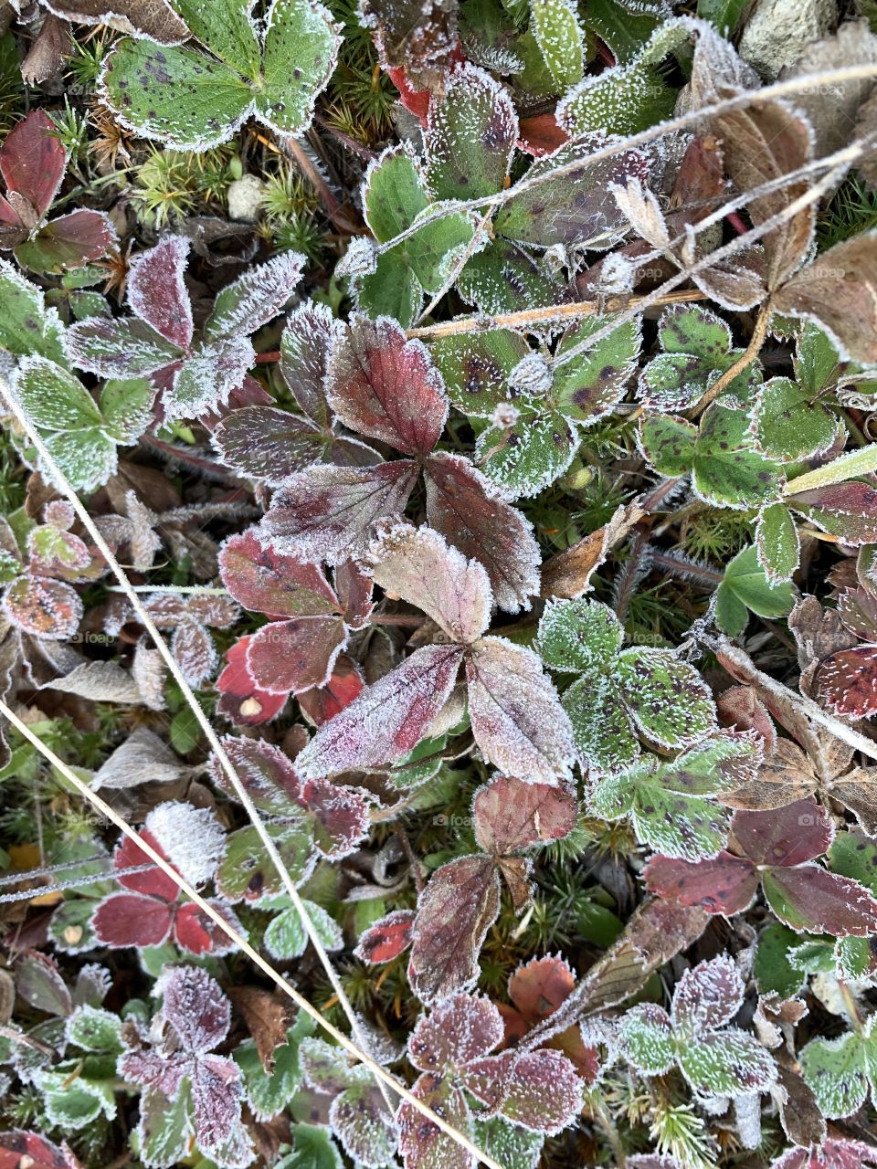 Frosted Wild strawberry 