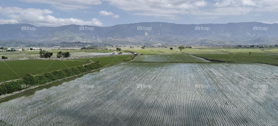 aerial view of rice fields in taiwan