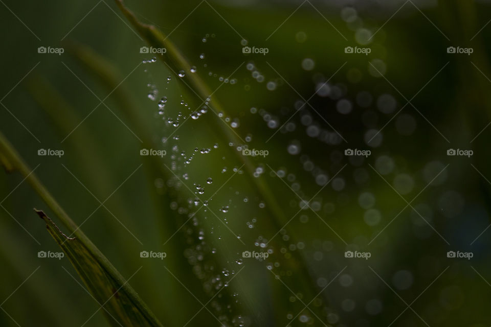 Raindrops on a spiderweb