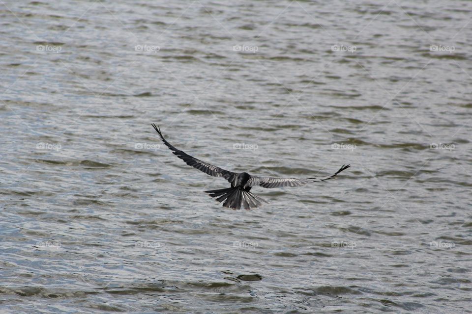 Bird flying in sea