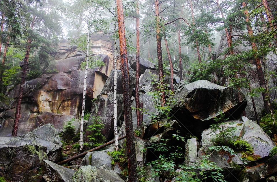 Trees among the rocks