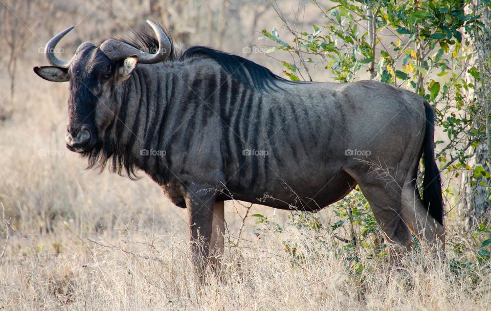 South African safari 2009 - wildebeest