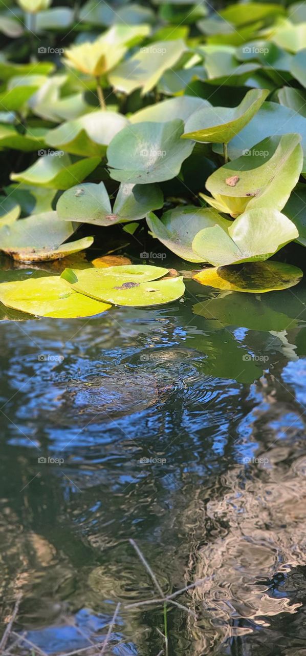 turtle near the lily pads