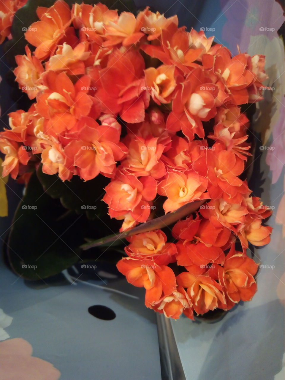 Flowers of the black forest