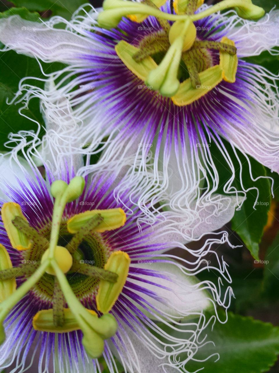 "Twin Passion Flowers"