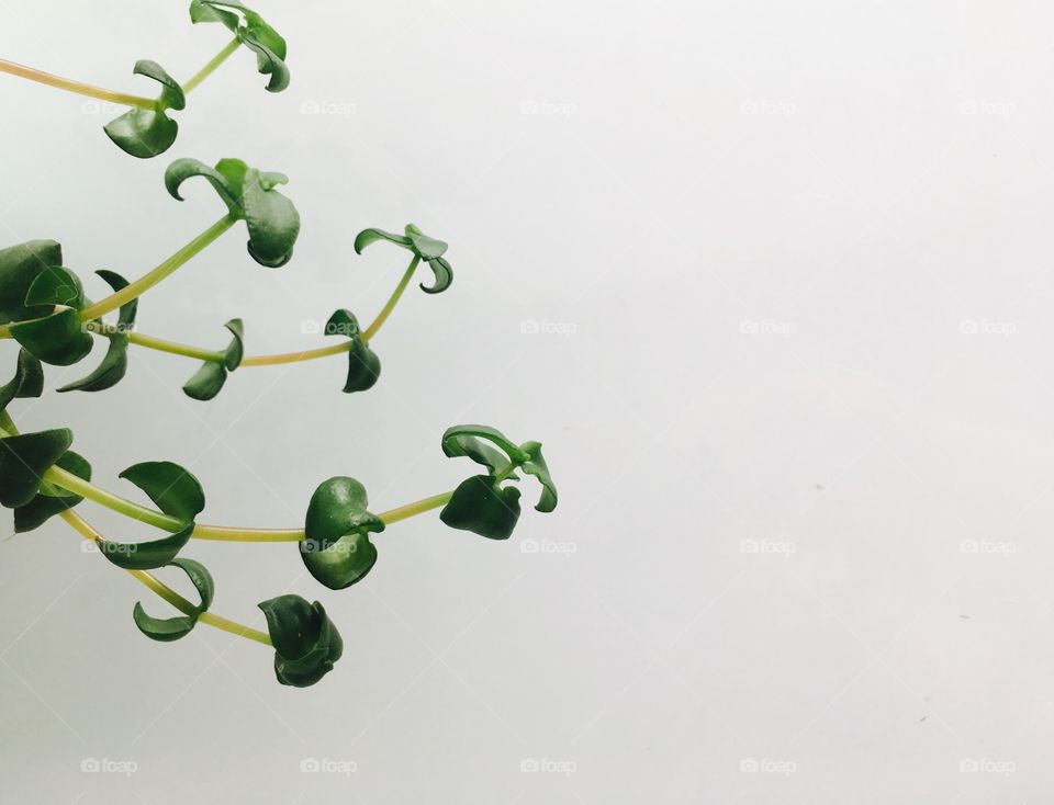 Potted plant on white background