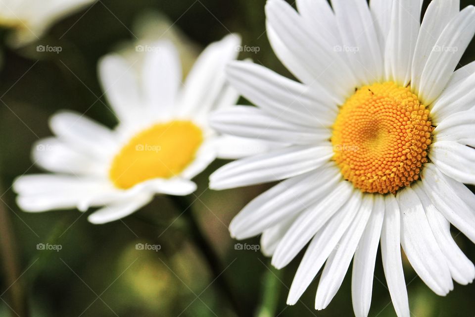 Daisy Close Up. A close up of a daisy with a blurred Daisy in the background.