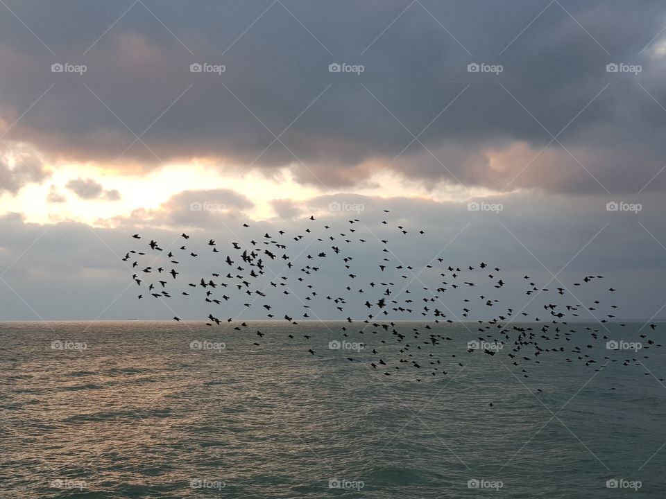 flying birds at the sea