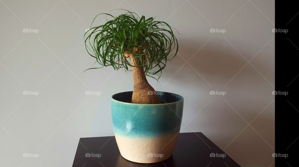 Green tree in a vase