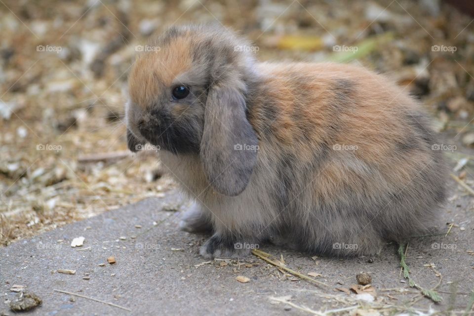 Cute little bunny