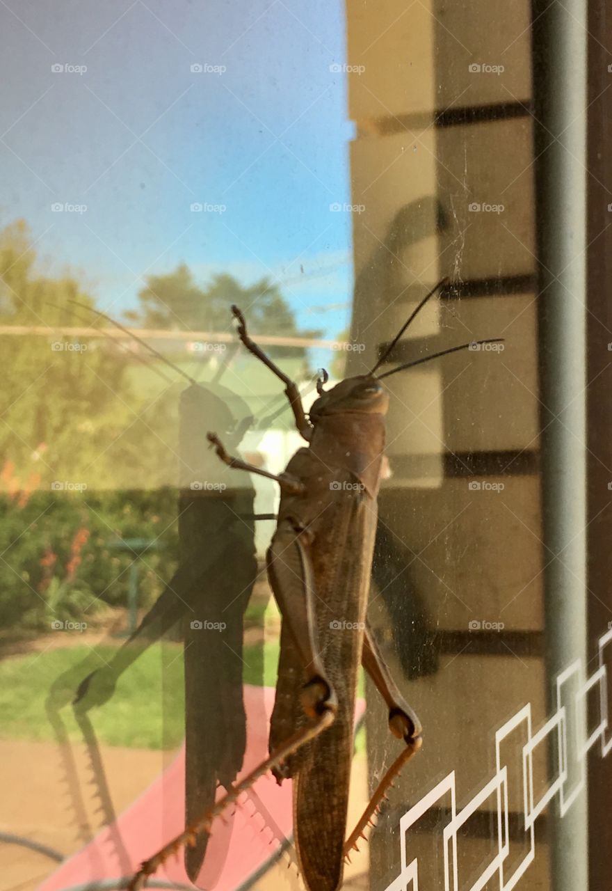 Closeup of large grasshopper crawling up outside window