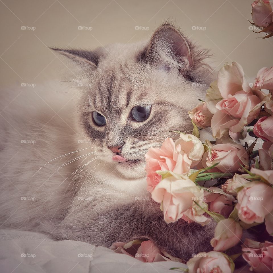 Neva masquerade cat with roses portrait 