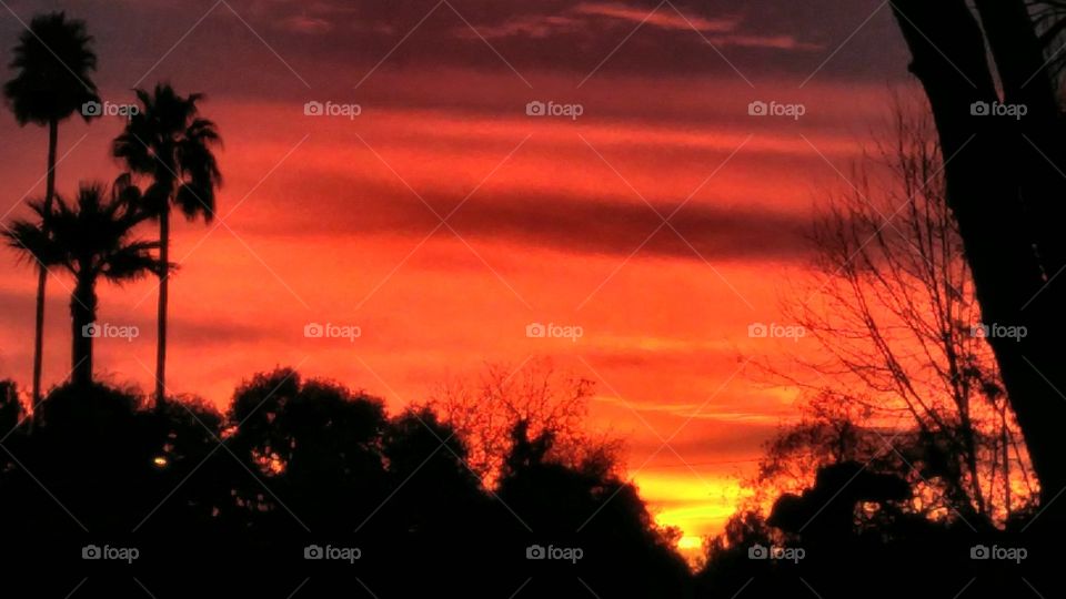 Three Palm Trees at Sunset
