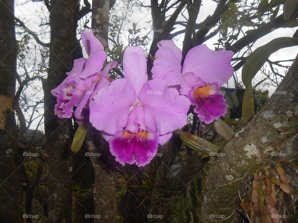 orchids