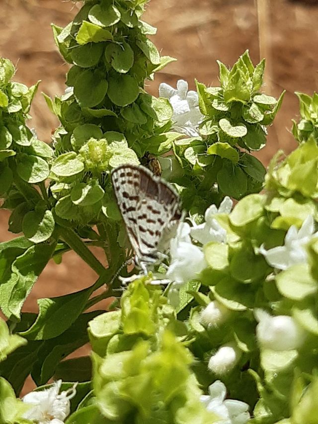 beautiful butterfly