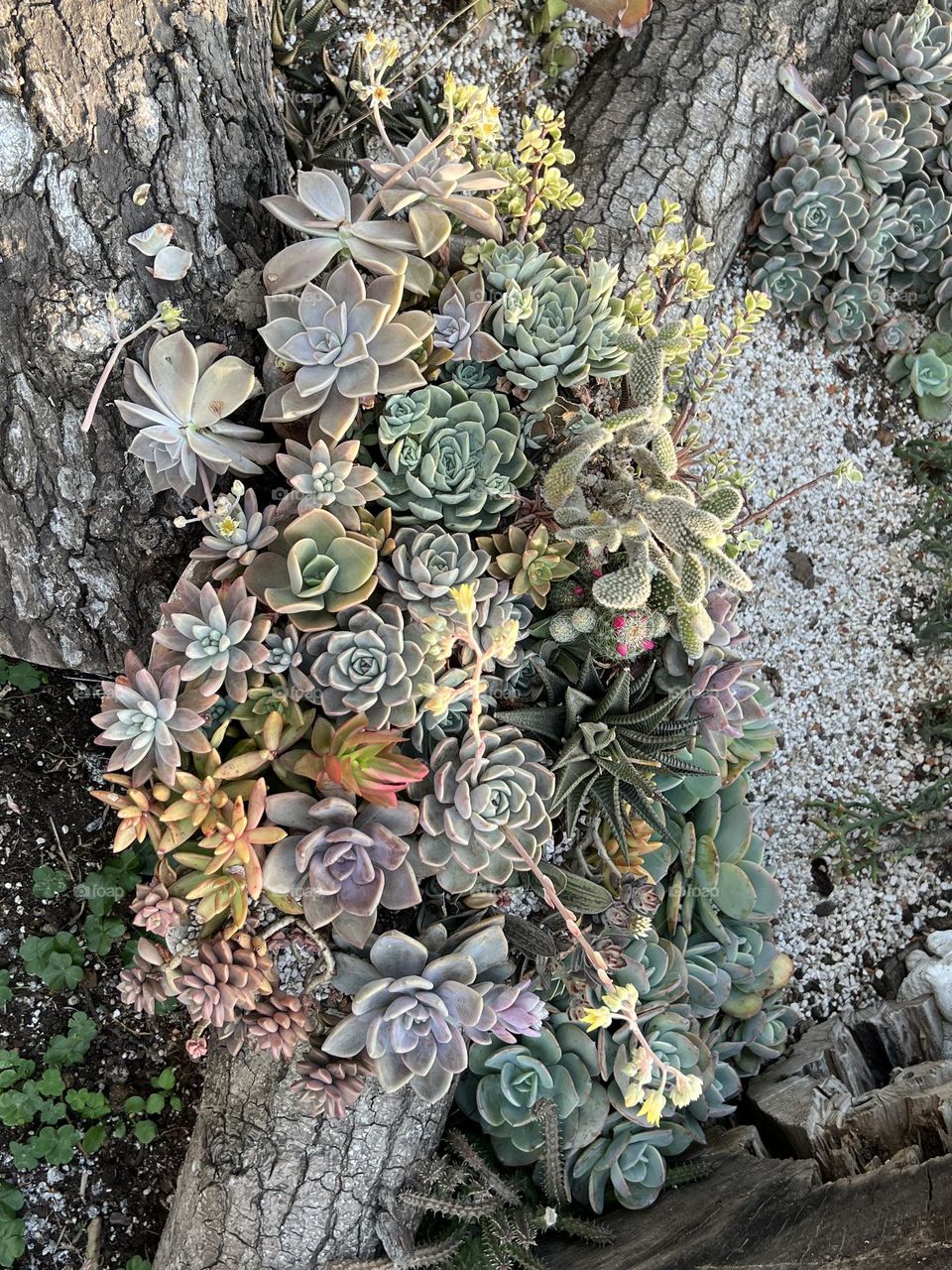 succulent plants in Yuanshan Flower Expo Park