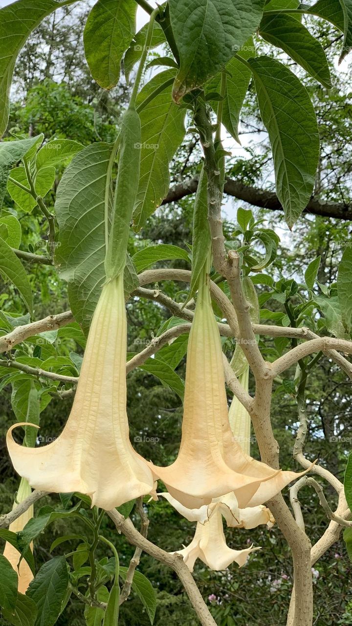 Flower blossoms of Angel’s trumpet 