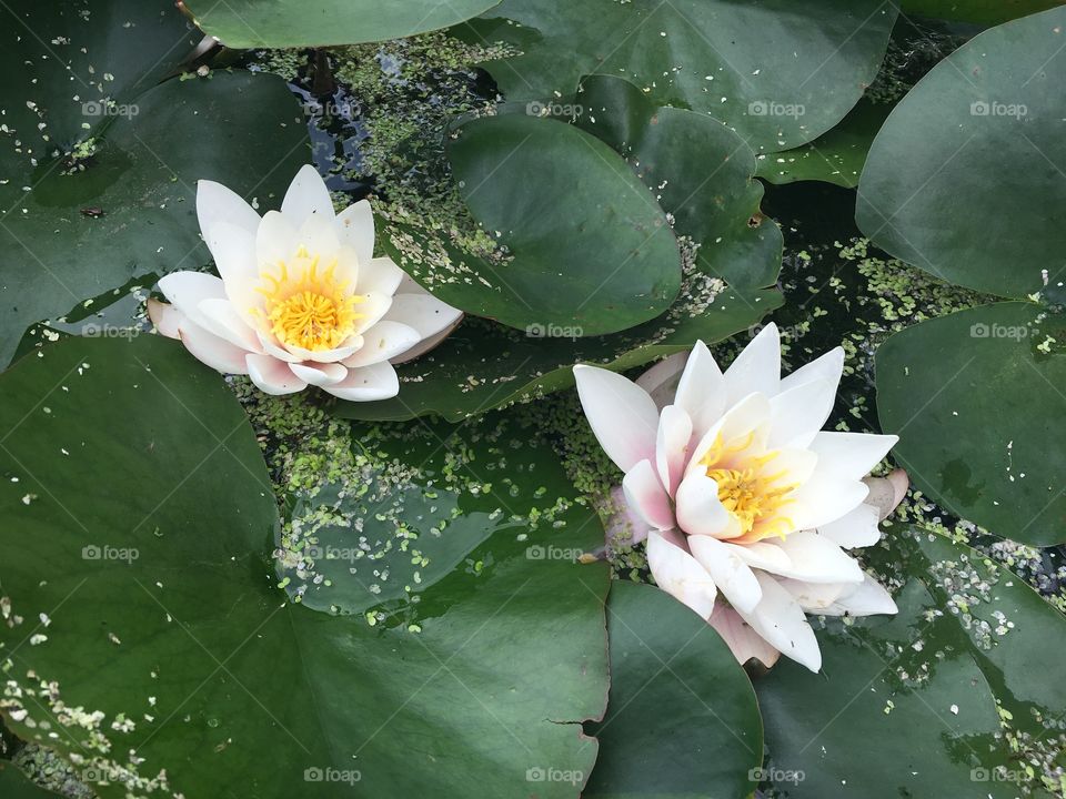 Water lilies 