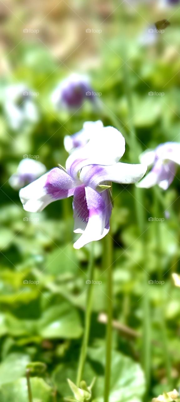 Viola hederacea Labill.