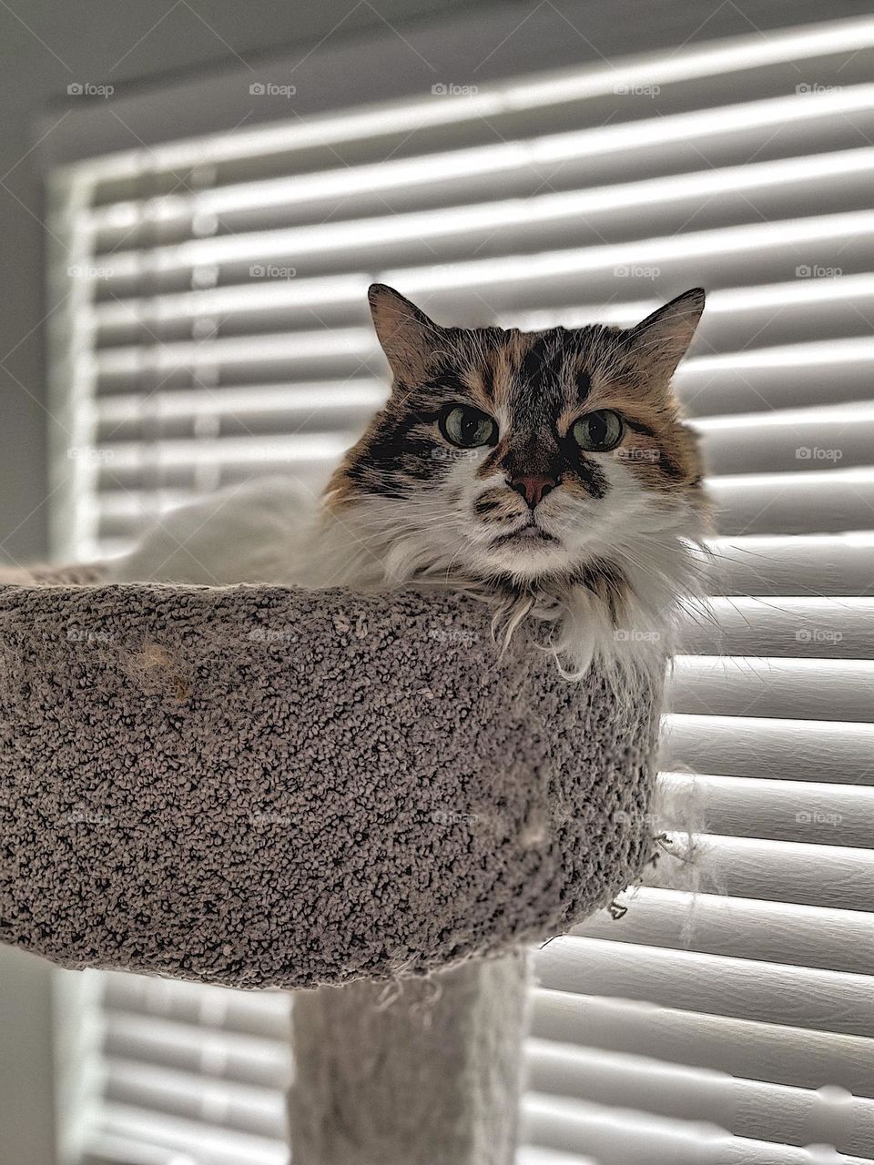 Cat peeks out of hiding spot, cat looking out from cat tree, green cat eyes staring at you, intense cat stare 