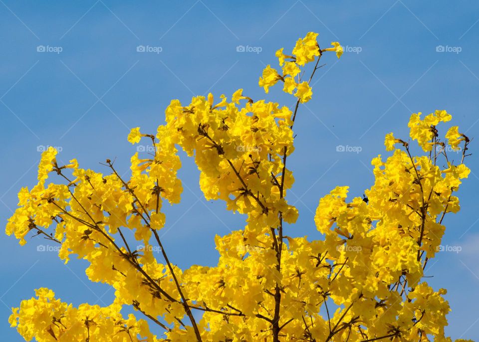 Ipê Amarelo em contraste com lindo céu azul