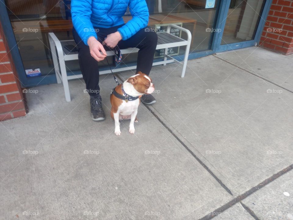 Boston Terrier with it's human