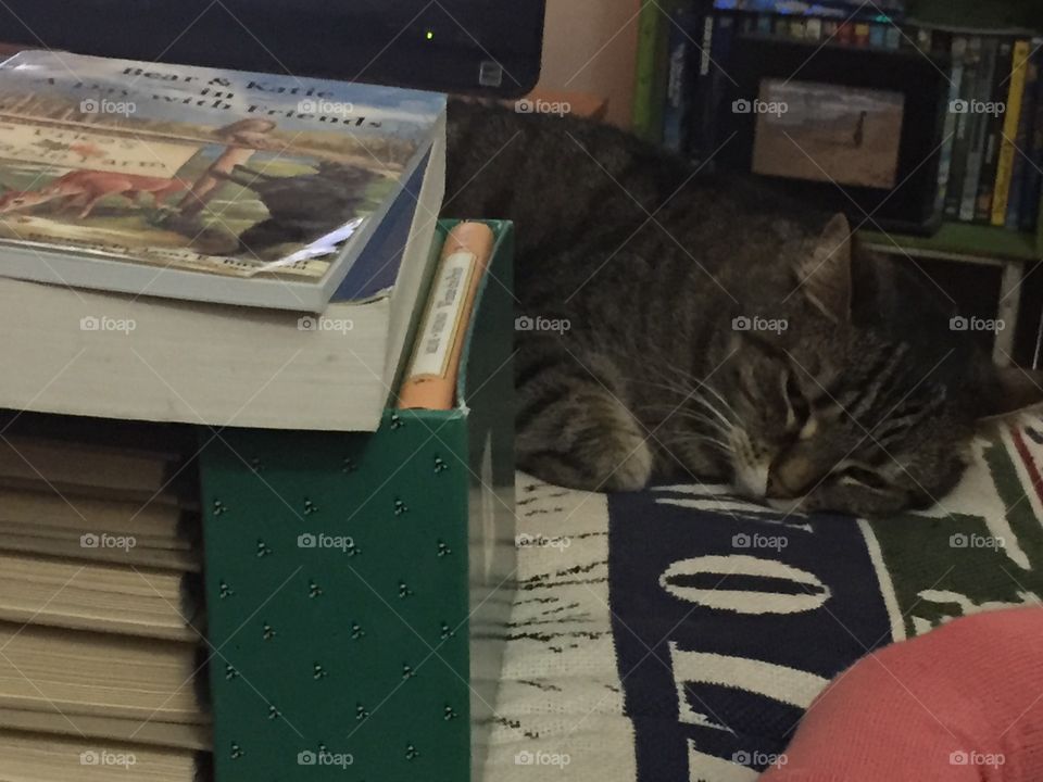 Books and cats